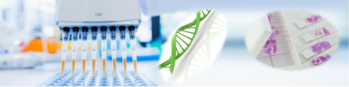 一步法石蠟組織切片和福爾馬林浸泡組織DNA核酸提取試劑盒 一步法石蠟組織切片和福爾馬林浸泡組織DNA核酸提取試劑盒