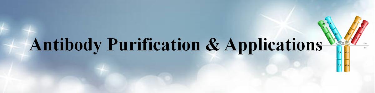 蛋白 L磁珠 蛋白 L磁珠